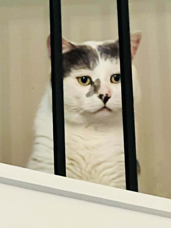 Coconut, an adoptable Manx, Domestic Short Hair in Plymouth, MN, 55447 | Photo Image 5