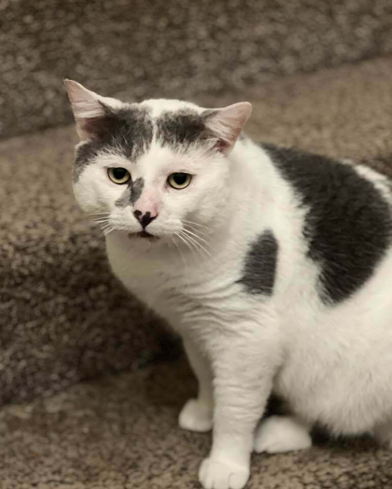 Coconut, an adoptable Manx, Domestic Short Hair in Plymouth, MN, 55447 | Photo Image 6