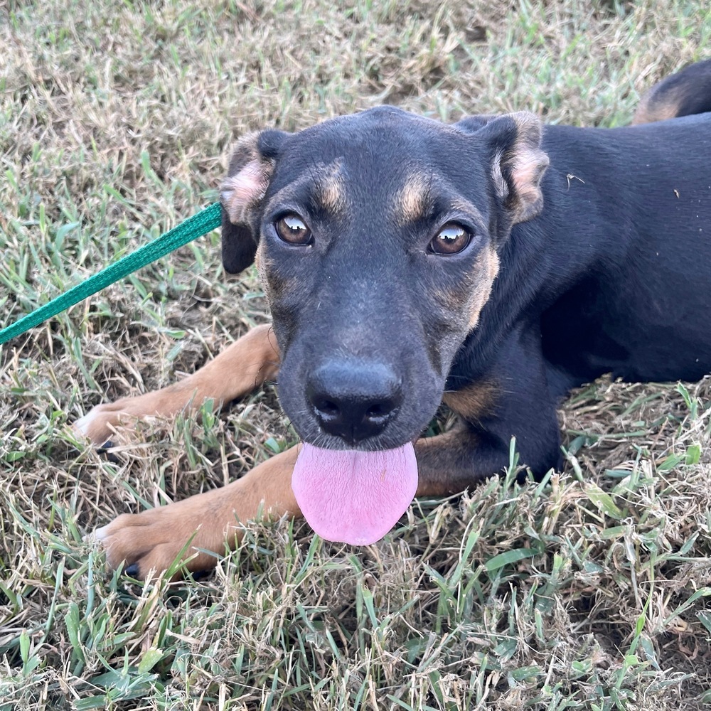 Push Pop, an adoptable Labrador Retriever, Jack Russell Terrier in Sharon, VT, 05065 | Photo Image 2