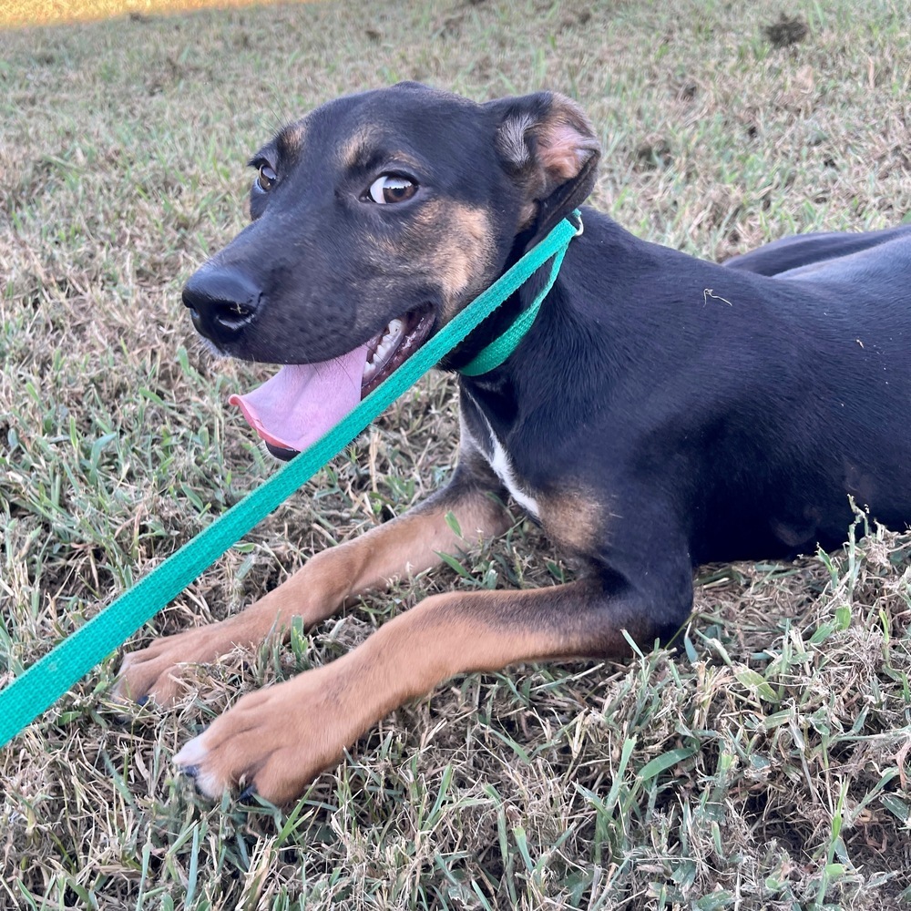 Push Pop, an adoptable Labrador Retriever, Jack Russell Terrier in Sharon, VT, 05065 | Photo Image 4
