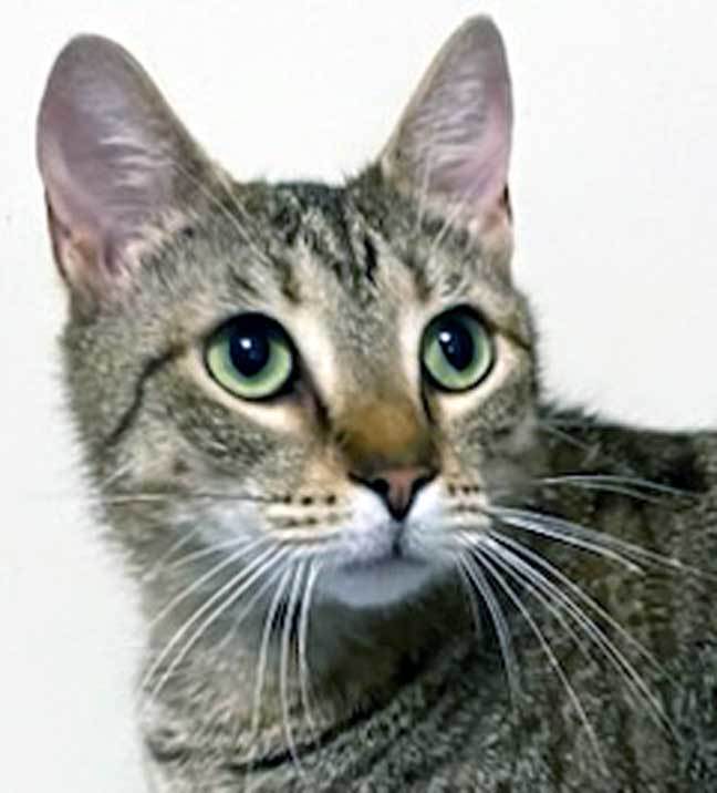 CUTIE PIE, an adoptable Tabby in Franklin, TN, 37069 | Photo Image 1