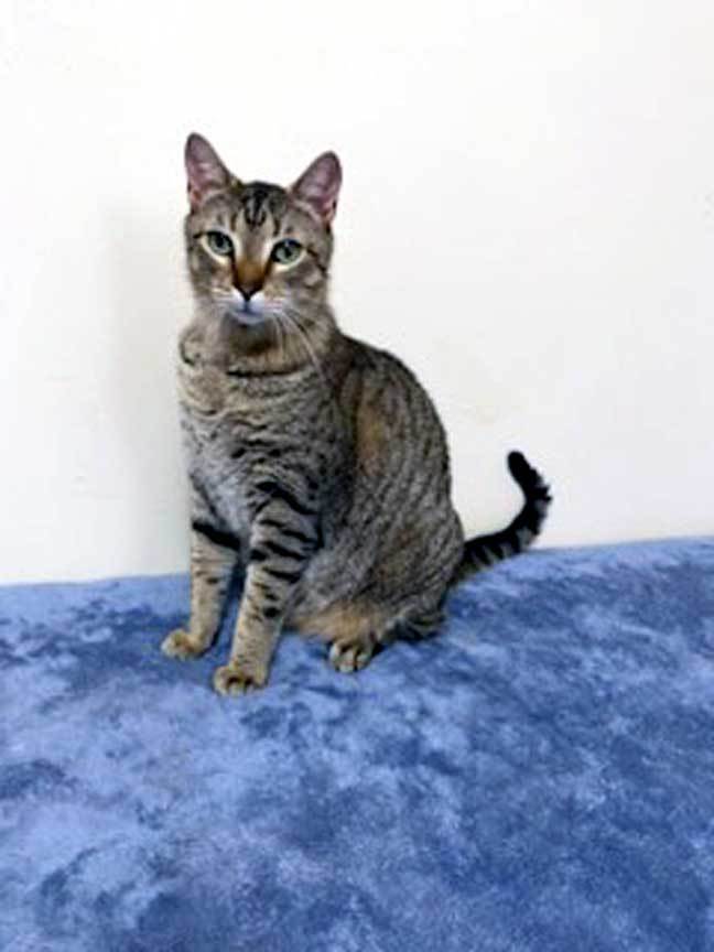 CUTIE PIE, an adoptable Tabby in Franklin, TN, 37069 | Photo Image 2