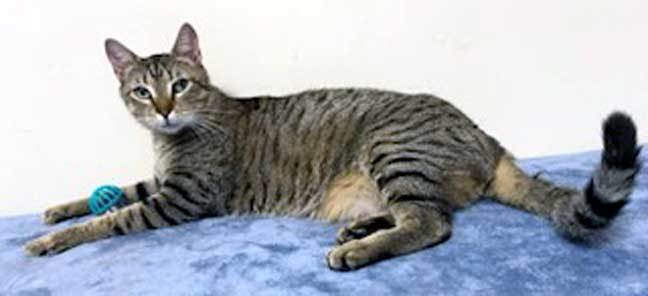 CUTIE PIE, an adoptable Tabby in Franklin, TN, 37069 | Photo Image 3