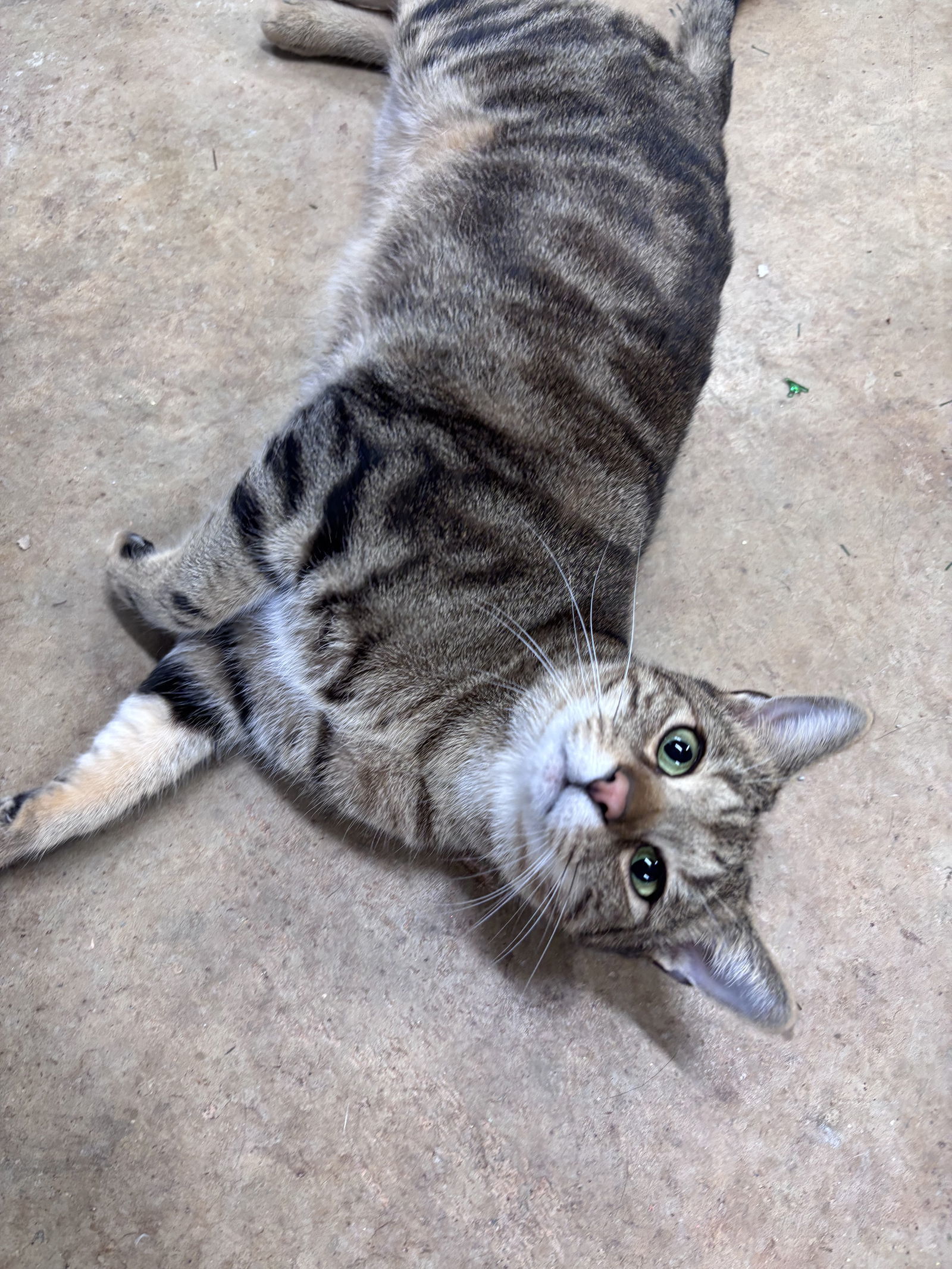 Oliver: Not at shelter (Barbe)