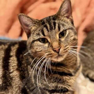Mina, Adult Female Domestic Short Hair