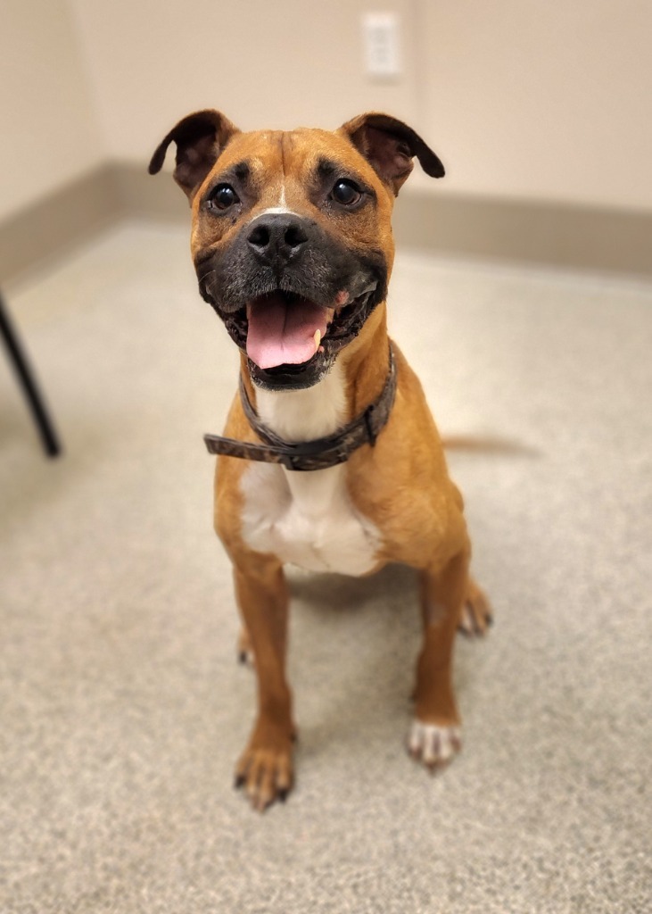 Orson, an adoptable Boxer in Superior, WI, 54880 | Photo Image 1