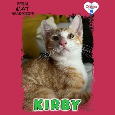 Kirby, an adoptable Domestic Short Hair in Kingman, AZ, 86401 | Photo Image 1