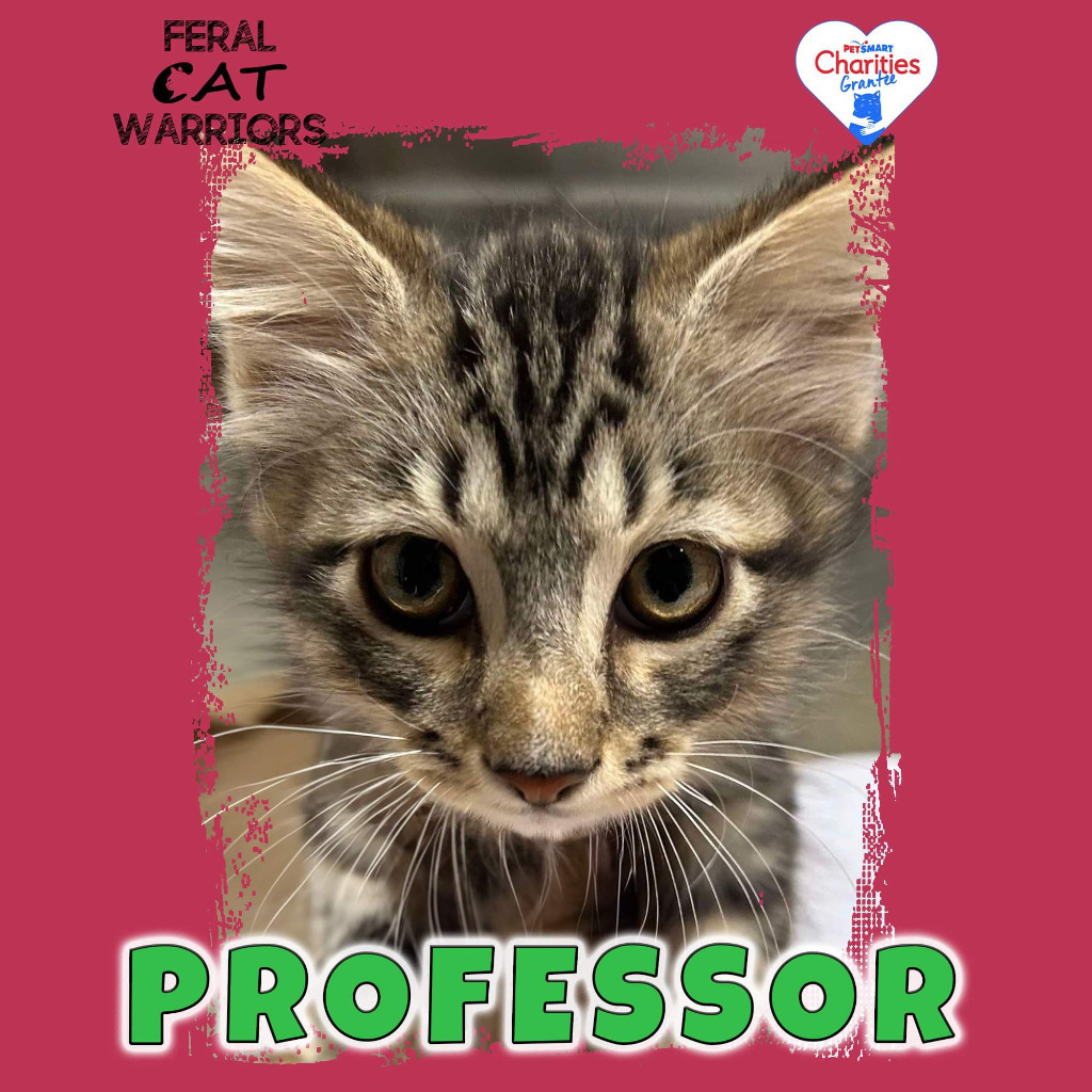 Professor, an adoptable Domestic Medium Hair in Kingman, AZ, 86401 | Photo Image 1