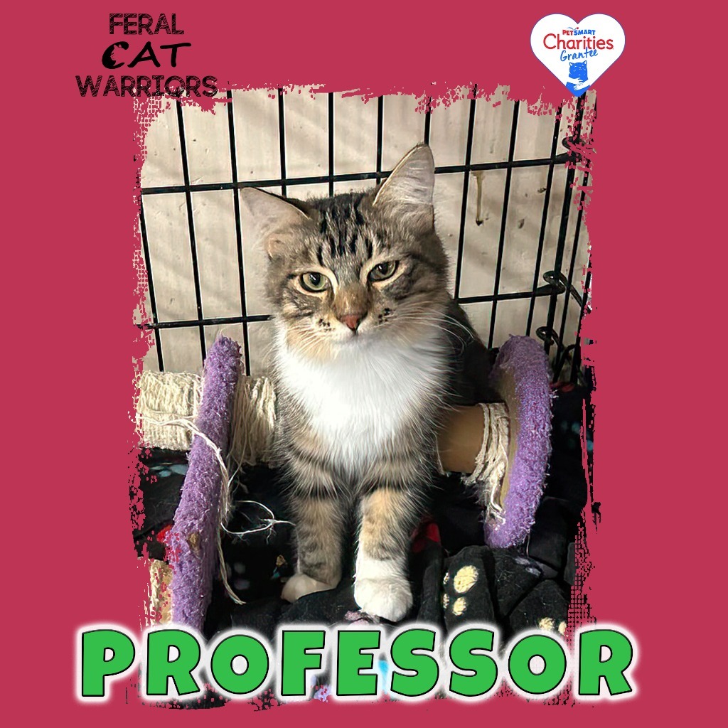 Professor, an adoptable Domestic Medium Hair in Kingman, AZ, 86401 | Photo Image 1