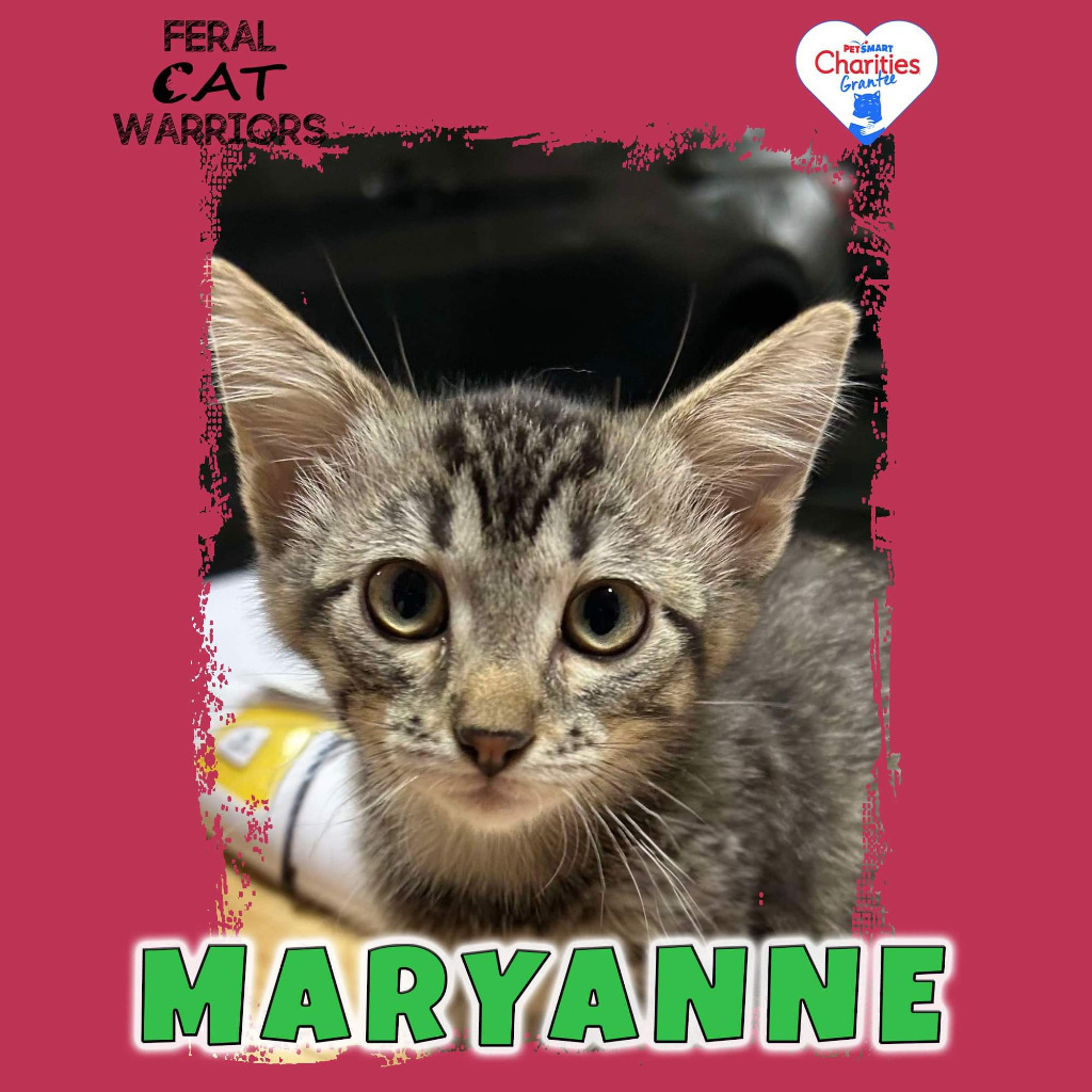 Maryanne, an adoptable Domestic Short Hair in Kingman, AZ, 86401 | Photo Image 1