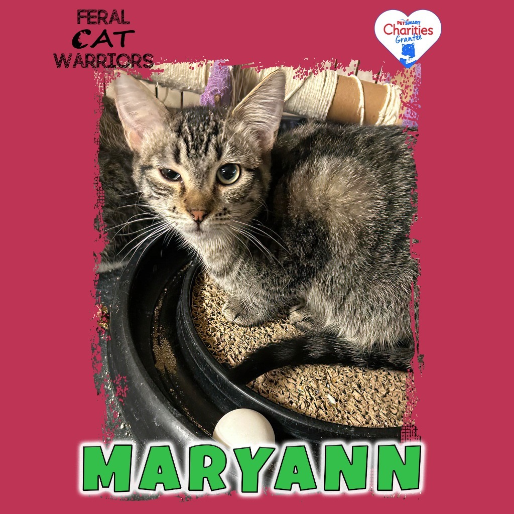 Maryanne, an adoptable Domestic Short Hair in Kingman, AZ, 86401 | Photo Image 1