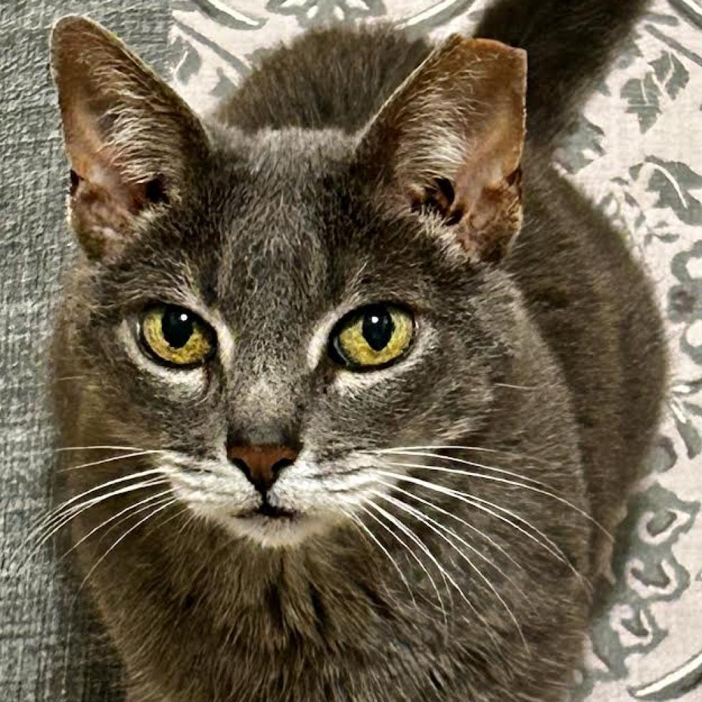 CHARRO, an adoptable Abyssinian in Point Richmond, CA, 94801 | Photo Image 1