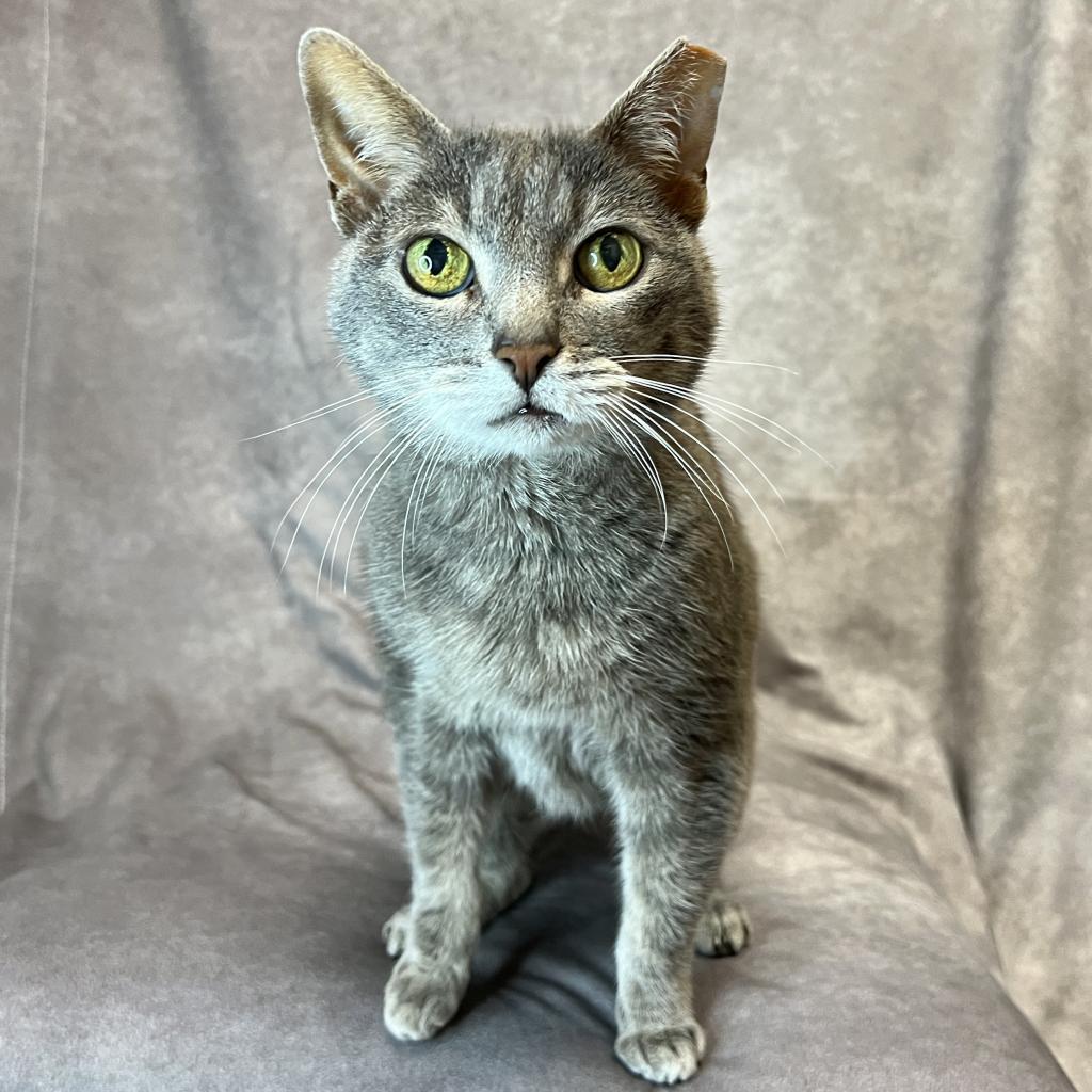 CHARRO, an adoptable Abyssinian in Point Richmond, CA, 94801 | Photo Image 2