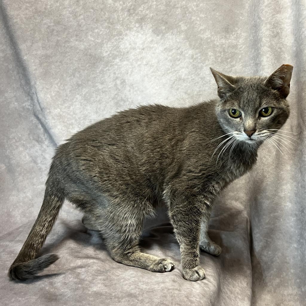 CHARRO, an adoptable Abyssinian in Point Richmond, CA, 94801 | Photo Image 3