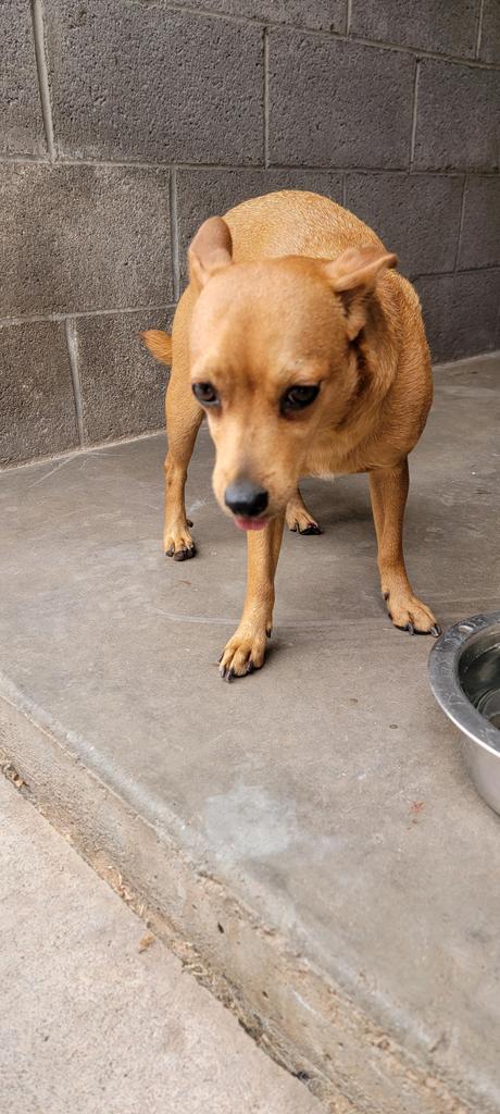 Tweety, an adoptable Chihuahua, Mixed Breed in Holbrook, AZ, 86025 | Photo Image 1