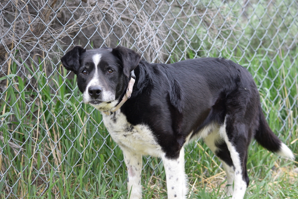 Scout, an adoptable Cattle Dog, Border Collie in Salmon, ID, 83467 | Photo Image 1