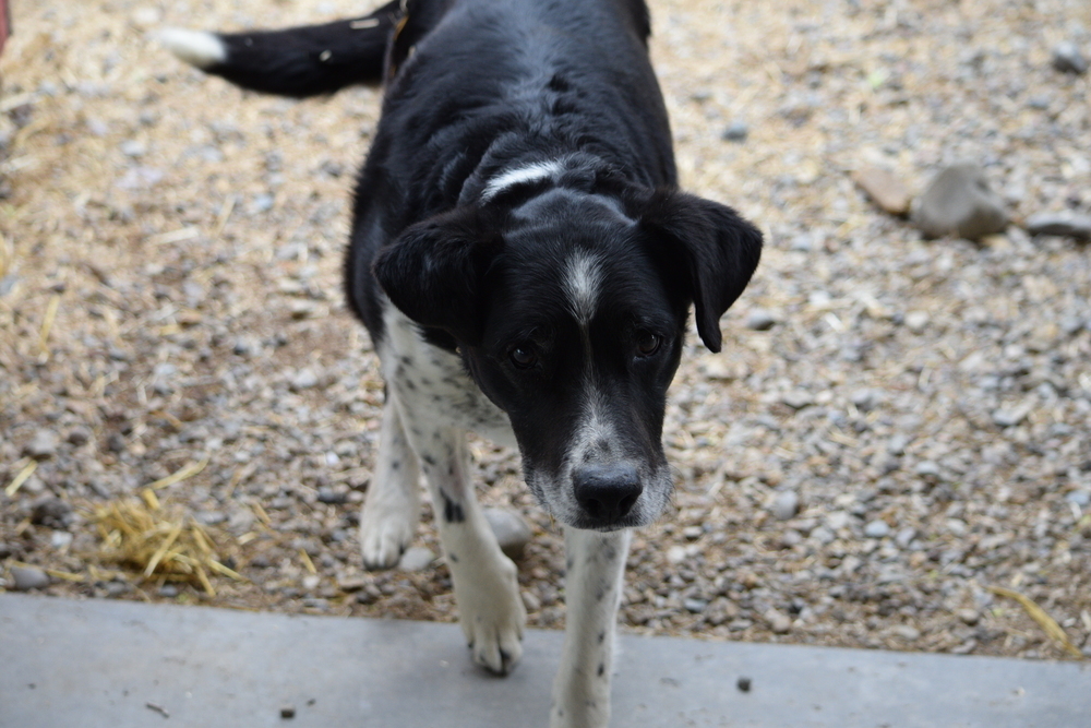 Scout, an adoptable Cattle Dog, Border Collie in Salmon, ID, 83467 | Photo Image 2