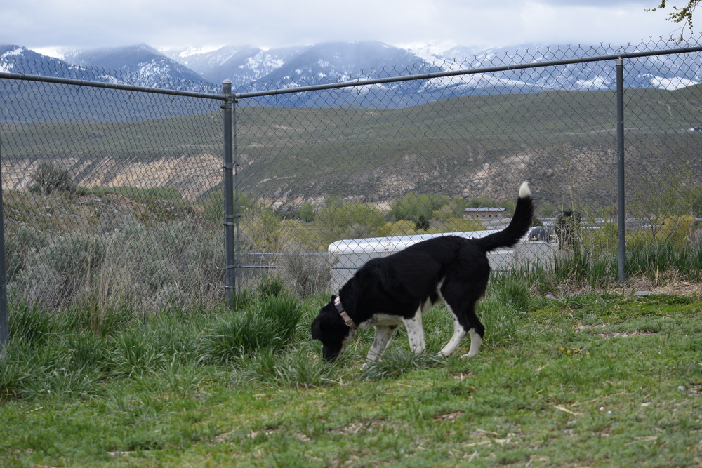 Scout, an adoptable Cattle Dog, Border Collie in Salmon, ID, 83467 | Photo Image 3