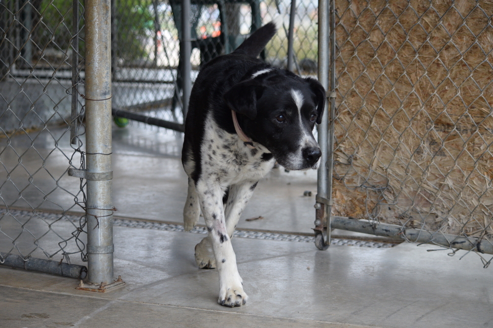 Scout, an adoptable Cattle Dog, Border Collie in Salmon, ID, 83467 | Photo Image 4