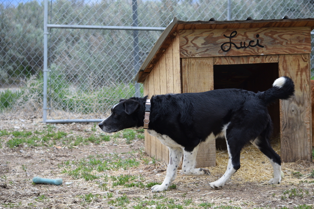 Scout, an adoptable Cattle Dog, Border Collie in Salmon, ID, 83467 | Photo Image 5