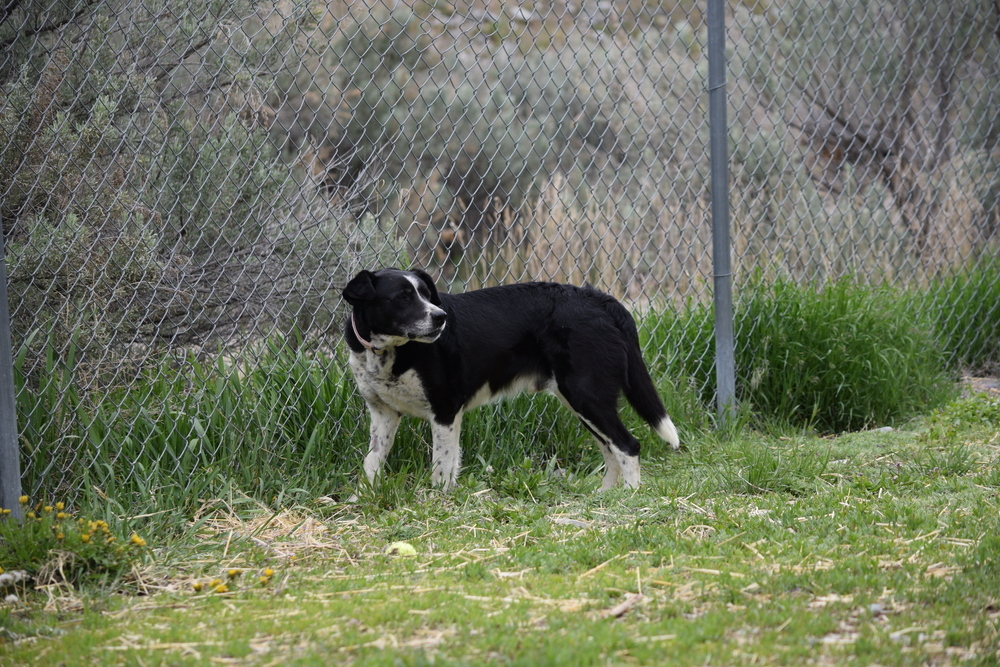 Scout, an adoptable Cattle Dog, Border Collie in Salmon, ID, 83467 | Photo Image 6