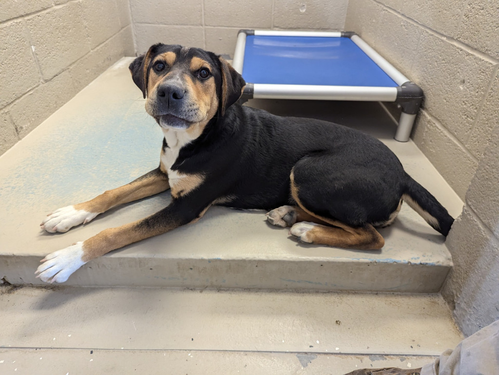 Toby, an adoptable Mixed Breed in Havre, MT, 59501 | Photo Image 1