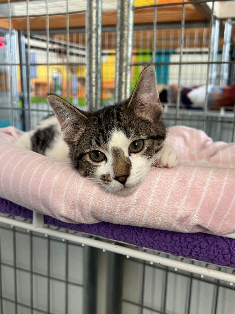 Roz, an adoptable Domestic Short Hair in McPherson, KS, 67460 | Photo Image 2