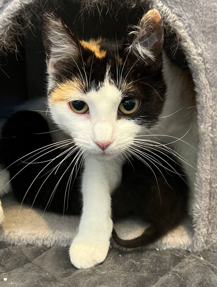 Stormi, an adoptable Domestic Short Hair in McPherson, KS, 67460 | Photo Image 2