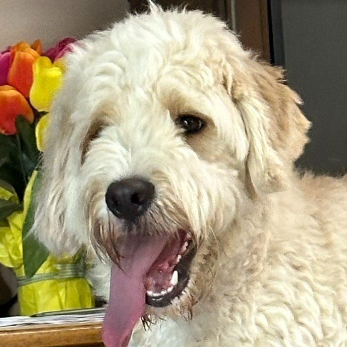 Mr Bingley, an adoptable Goldendoodle in Louisville, KY, 40206 | Photo Image 1