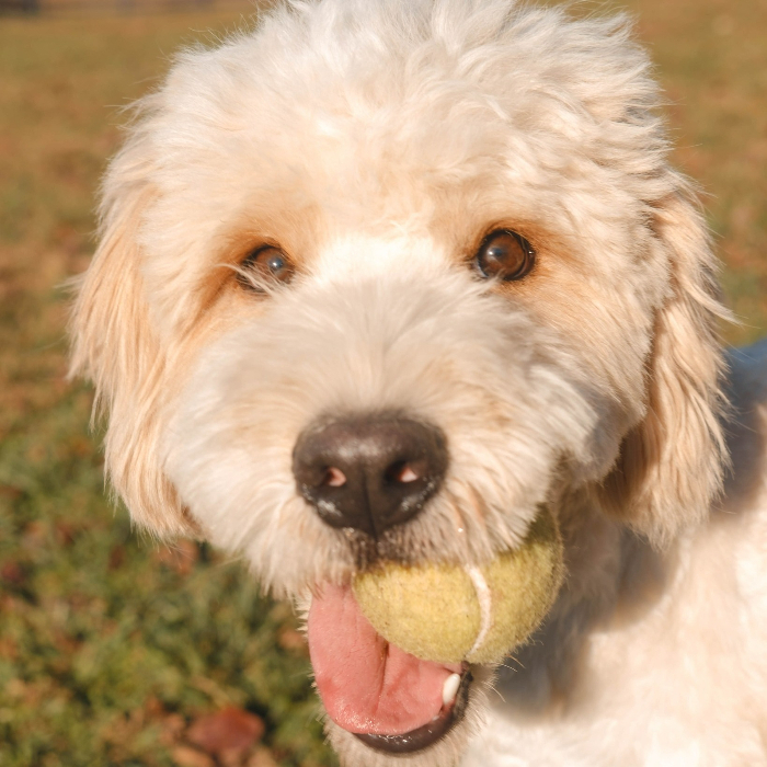 Mr Bingley, an adoptable Goldendoodle in Louisville, KY, 40206 | Photo Image 1