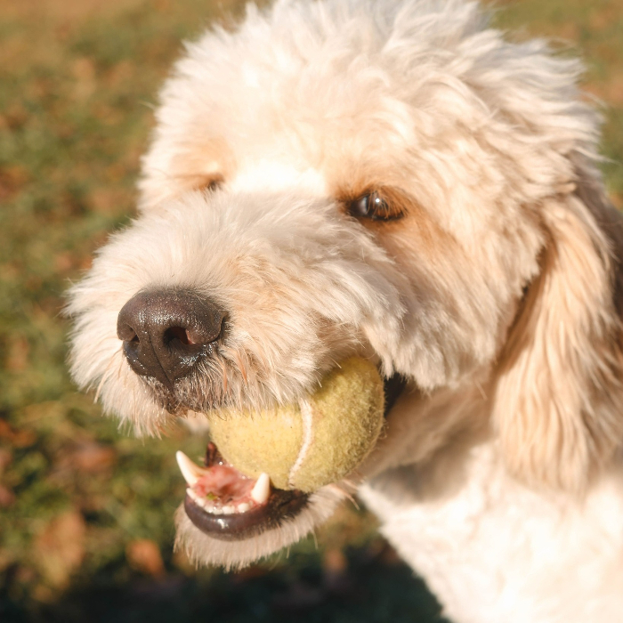 Mr Bingley, an adoptable Goldendoodle in Louisville, KY, 40206 | Photo Image 2