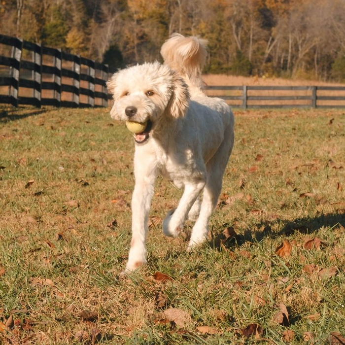 Mr Bingley, an adoptable Goldendoodle in Louisville, KY, 40206 | Photo Image 3