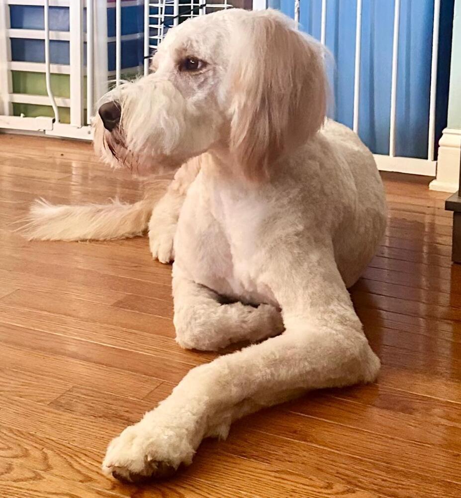 Mr Bingley, an adoptable Goldendoodle in Louisville, KY, 40206 | Photo Image 4