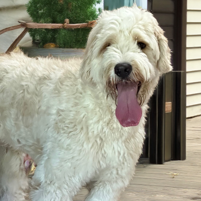 Mr Bingley, an adoptable Goldendoodle in Louisville, KY, 40206 | Photo Image 5