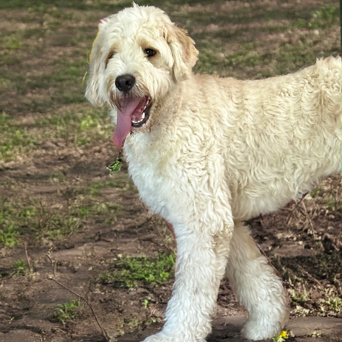 Mr Bingley, an adoptable Goldendoodle in Louisville, KY, 40206 | Photo Image 6