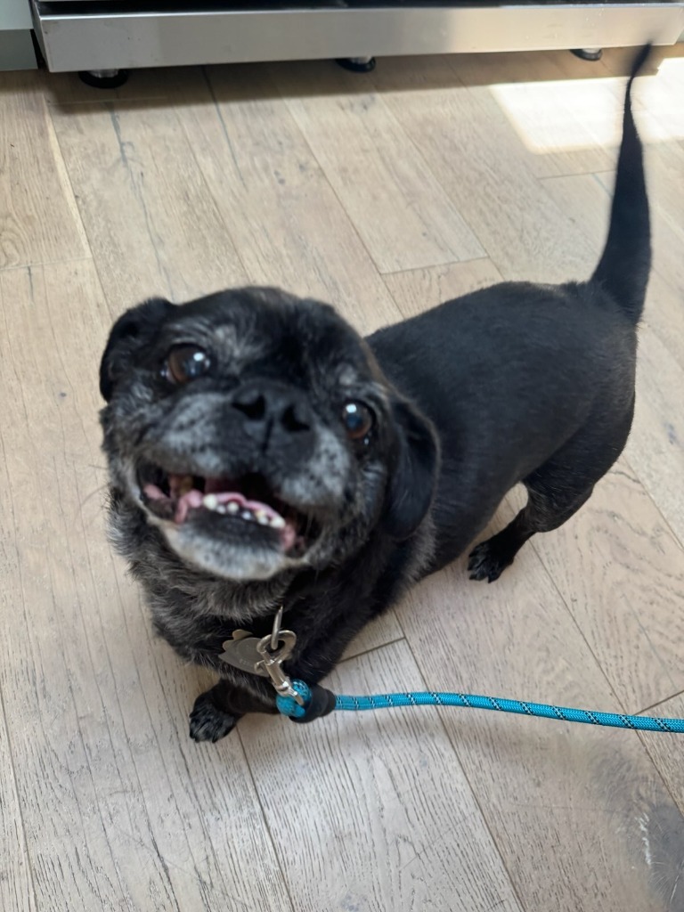 Bentley, an adoptable Pug in Gardena, CA, 90248 | Photo Image 1