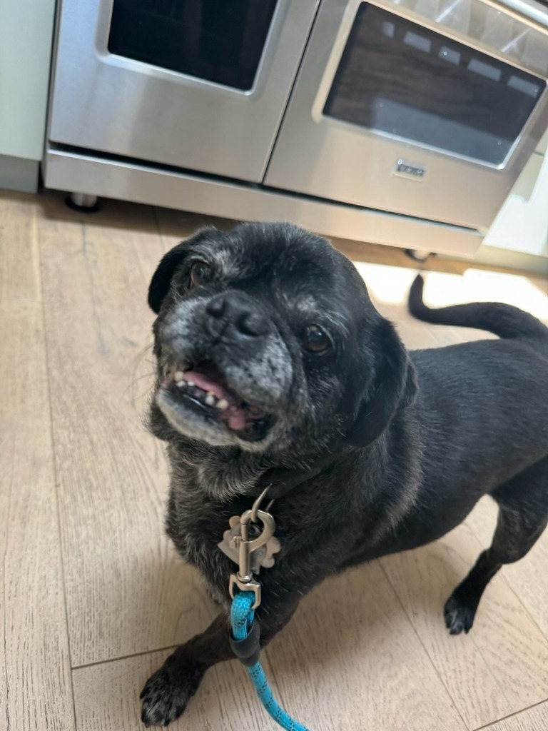 Bentley, an adoptable Pug in Gardena, CA, 90248 | Photo Image 2