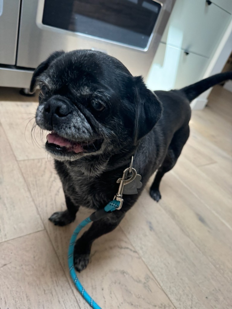 Bentley, an adoptable Pug in Gardena, CA, 90248 | Photo Image 3
