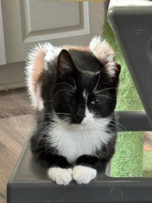 Shelby, Baby Female Domestic Short Hair