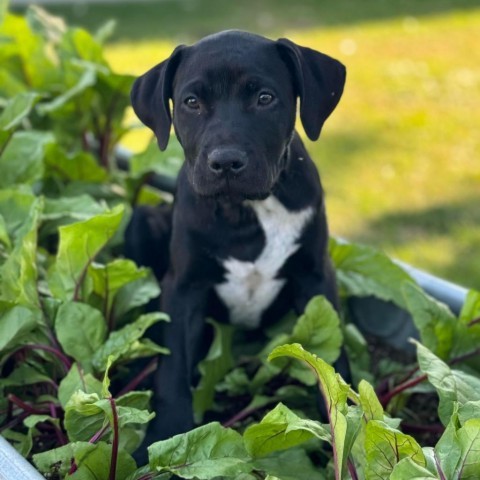 Bear, an adoptable Pit Bull Terrier, Mixed Breed in Sioux Falls, SD, 57106 | Photo Image 1