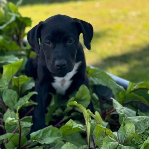 Bear, an adoptable Pit Bull Terrier, Mixed Breed in Sioux Falls, SD, 57106 | Photo Image 3