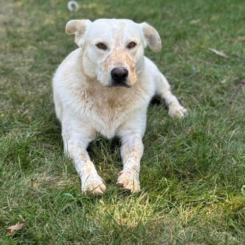 Wayne, an adoptable Cattle Dog in Sioux Falls, SD, 57106 | Photo Image 1