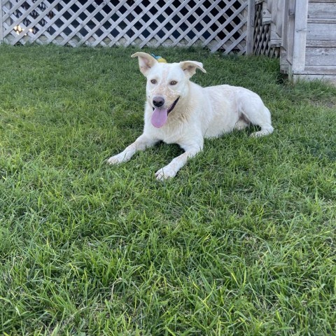 Wayne, an adoptable Cattle Dog in Sioux Falls, SD, 57106 | Photo Image 2