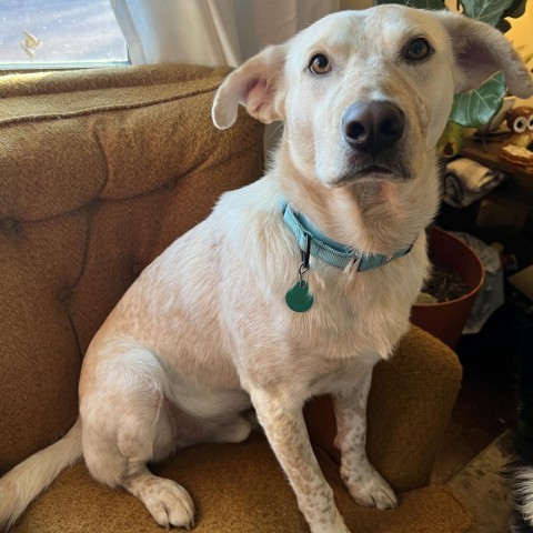 Wayne, an adoptable Cattle Dog in Sioux Falls, SD, 57106 | Photo Image 2