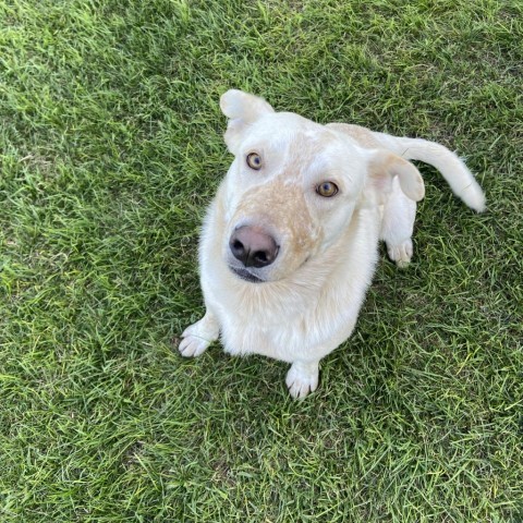 Wayne, an adoptable Cattle Dog in Sioux Falls, SD, 57106 | Photo Image 3