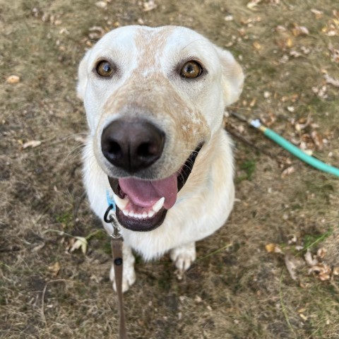 Wayne, an adoptable Cattle Dog in Sioux Falls, SD, 57106 | Photo Image 3