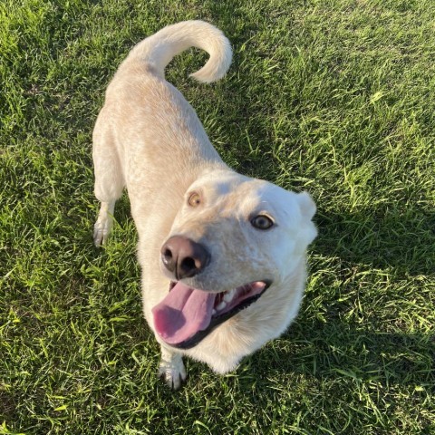 Wayne, an adoptable Cattle Dog in Sioux Falls, SD, 57106 | Photo Image 4