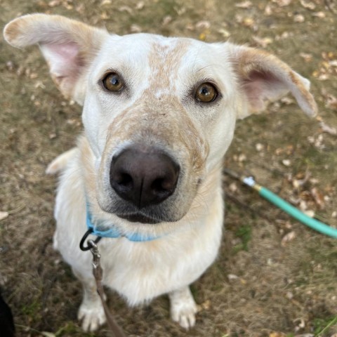 Wayne, an adoptable Cattle Dog in Sioux Falls, SD, 57106 | Photo Image 4