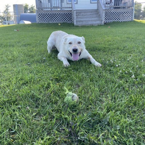 Wayne, an adoptable Cattle Dog in Sioux Falls, SD, 57106 | Photo Image 5