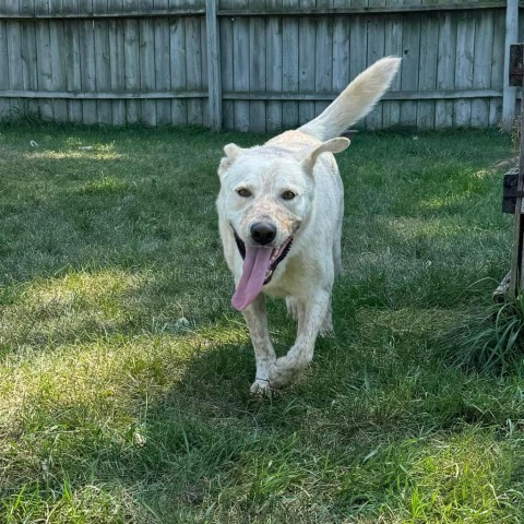 Wayne, an adoptable Cattle Dog in Sioux Falls, SD, 57106 | Photo Image 5